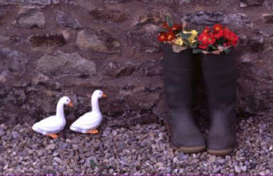 flowers in a pair of wellinngton boots